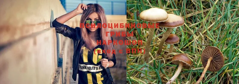 наркота  Отрадная  Галлюциногенные грибы MAGIC MUSHROOMS 